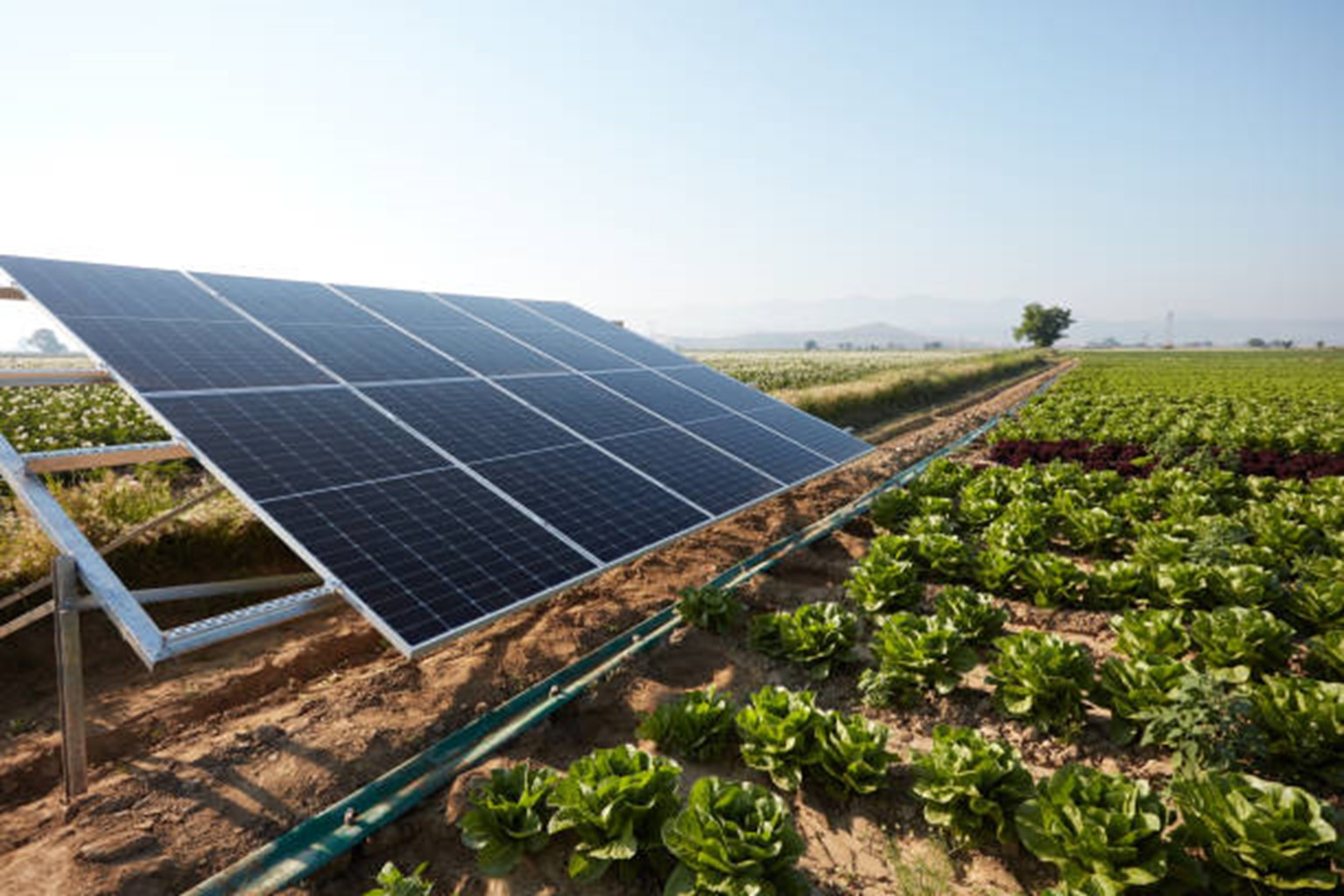 Lee más sobre el artículo Aplicación de los paneles solares fotovoltaicos en el sector agrícola